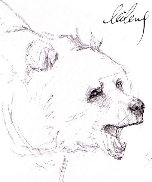 bear.jpg