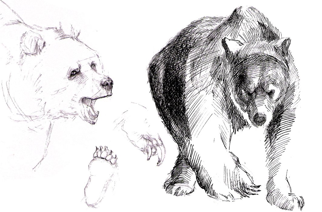 bear2.jpg