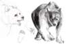 bear2_small.jpg