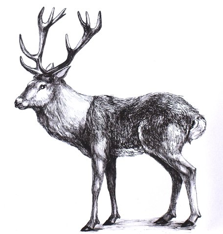 deer.jpg