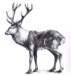 deer_small.jpg