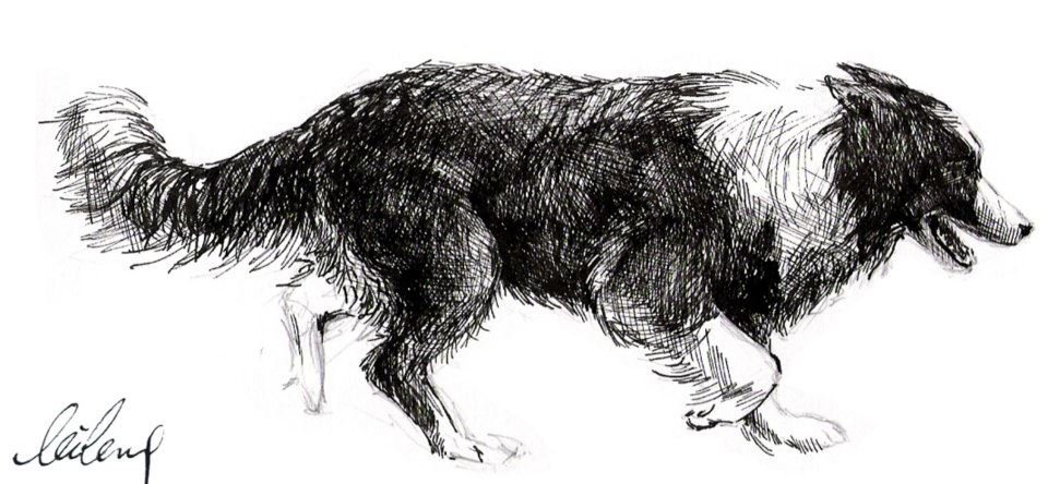 dog.jpg