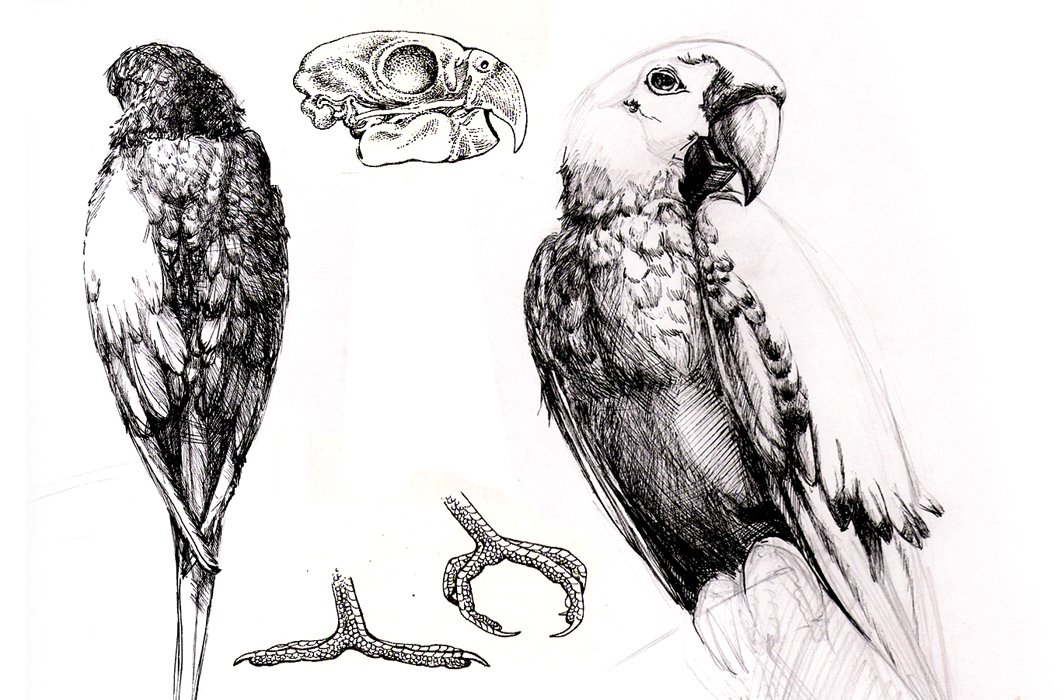 parrot2.jpg