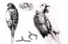 parrot2_small.jpg