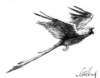 parrot_small.jpg