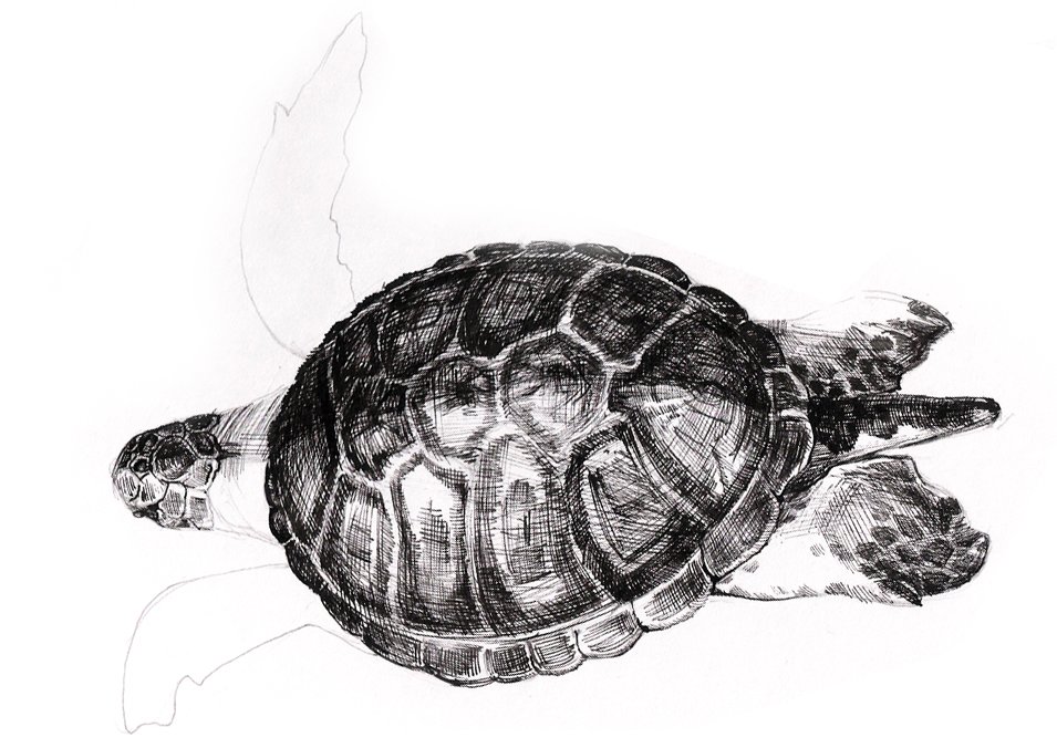 tortoise3.jpg