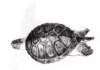 tortoise3_small.jpg