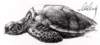tortoise_small.jpg