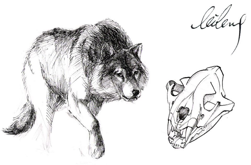 wolf.jpg