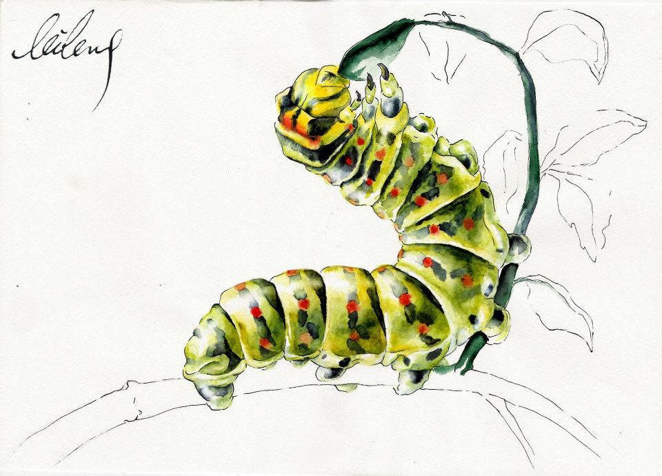 caterpillar.jpg