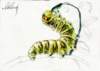 caterpillar_small.jpg