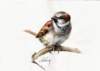 sparrow_small.jpg