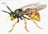 wasp_small.jpg