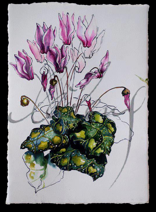 cyclamen.jpg