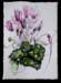 cyclamen_small.jpg