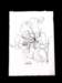 deadtulips10_small.jpg