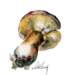 mushrooms2_small.jpg