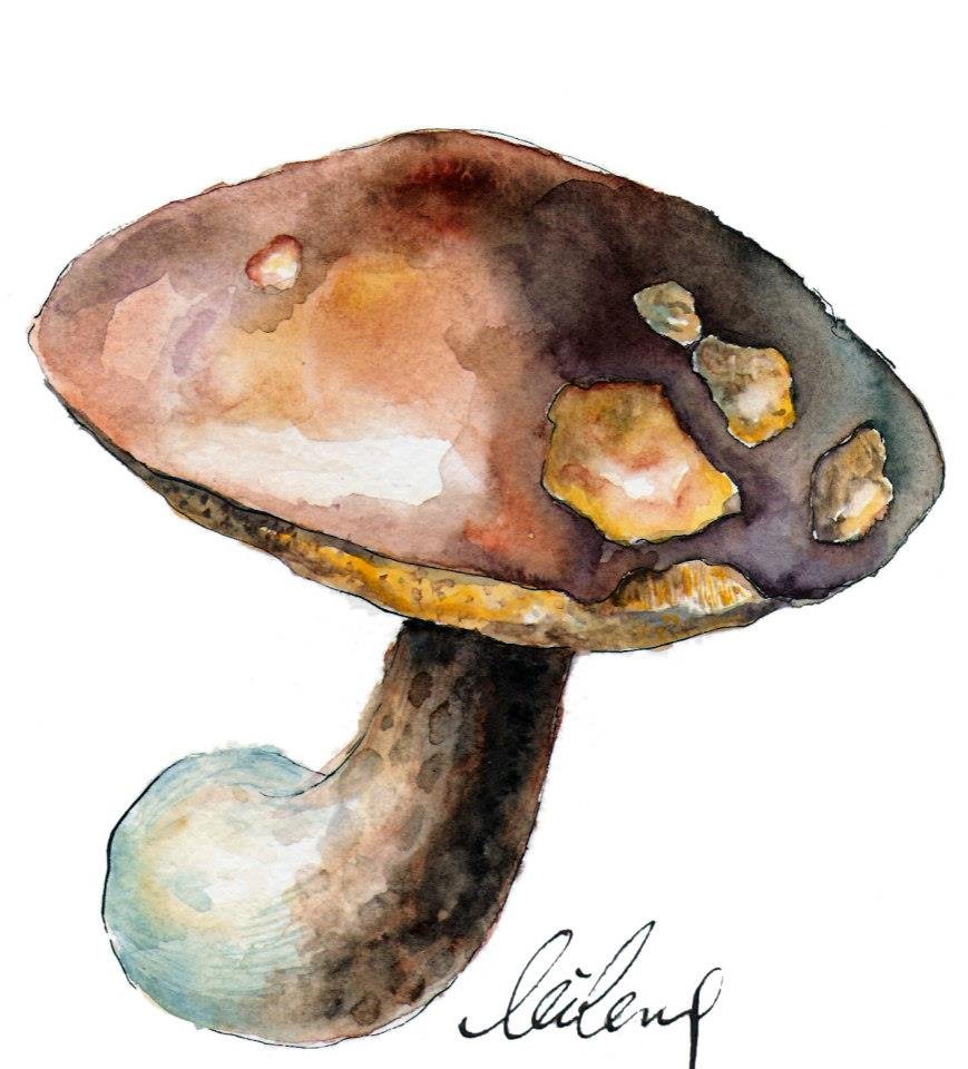 mushrooms3.jpg