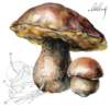 mushrooms_small.jpg