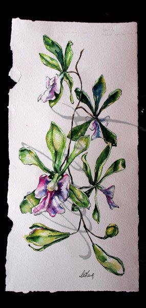 orchids2.jpg