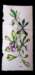 orchids2_small.jpg