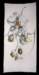 orchids4_small.jpg