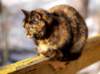 animals2_small.jpg