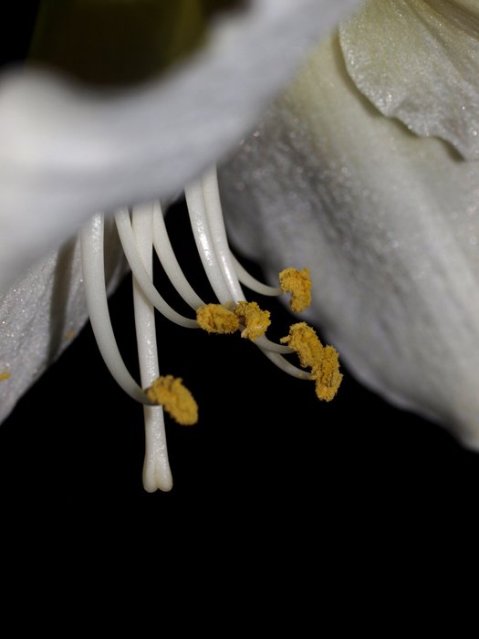 flowers.jpg