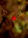 flowers10_small.jpg