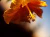 flowers3_small.jpg