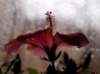 flowers4_small.jpg