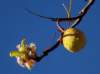 flowers6_small.jpg