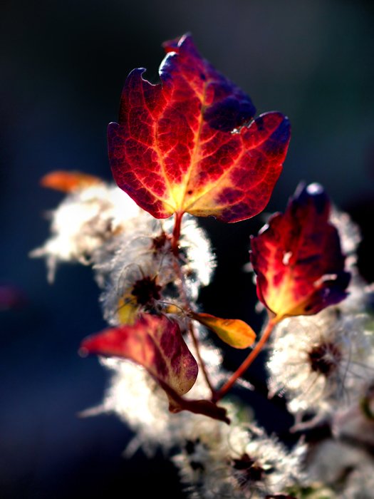 flowers7.jpg