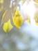 flowers8_small.jpg