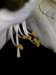 flowers_small.jpg